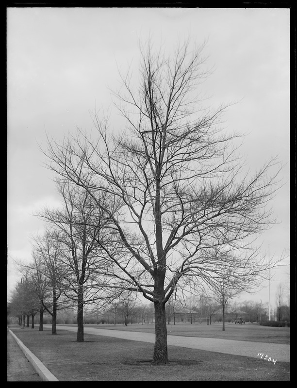 Ulmus procera Massachusetts (Boston)