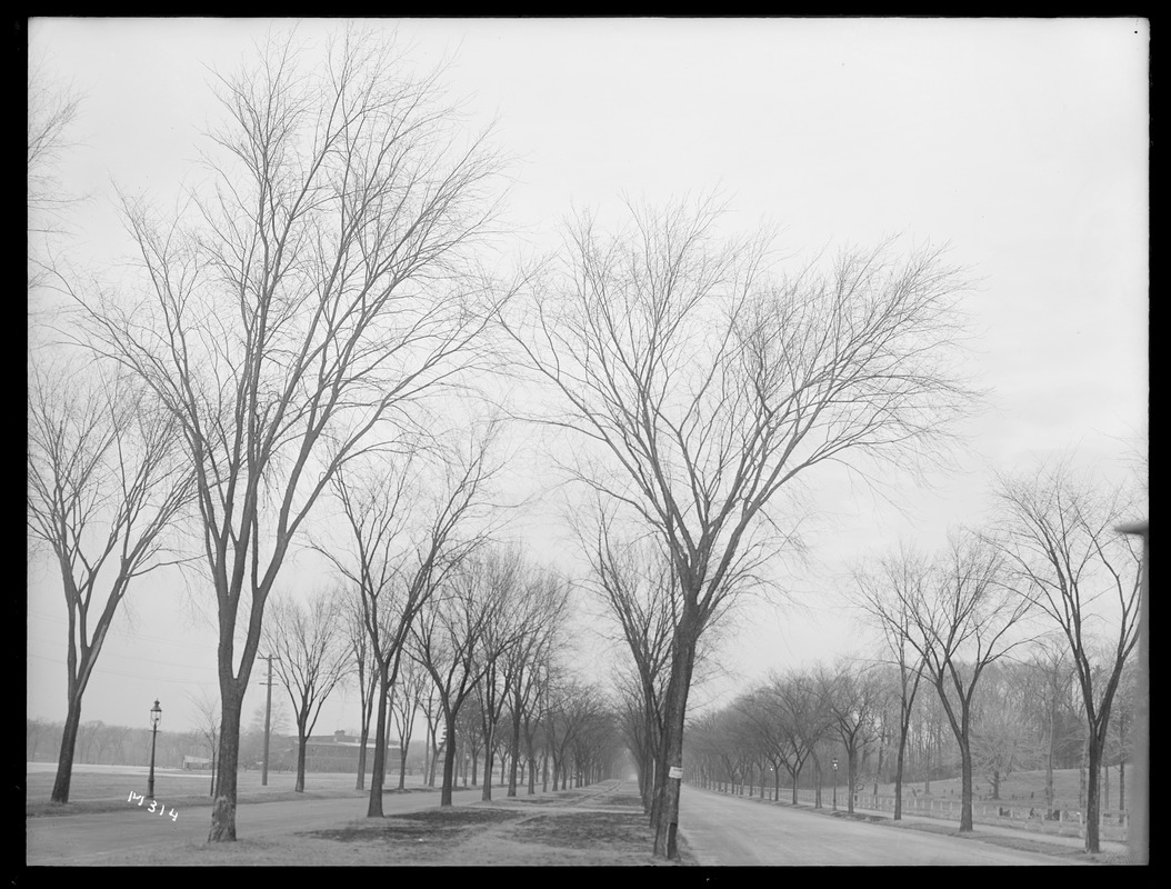 Ulmus americana Massachusetts (Milton)