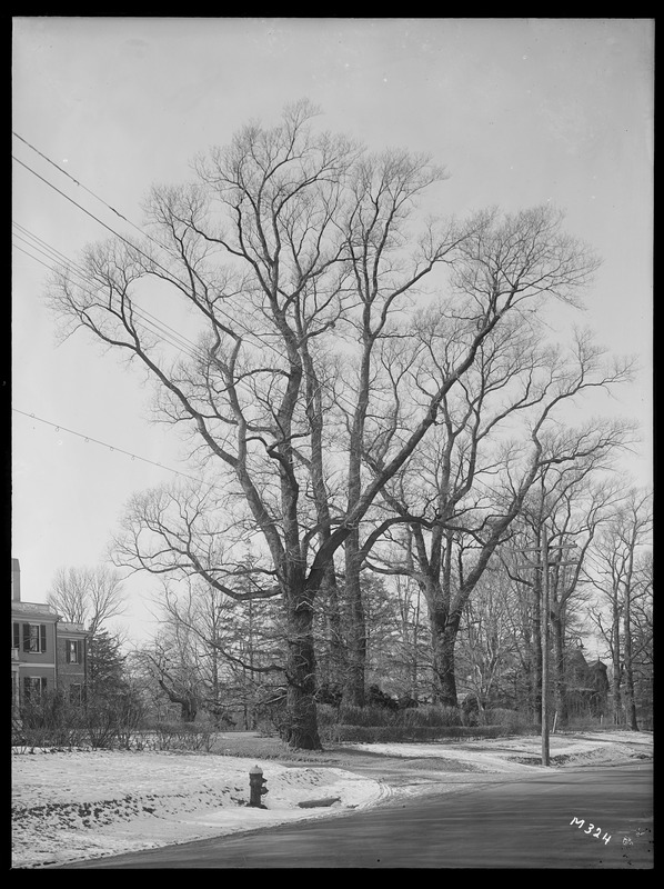 Ulmus procera Massachusetts (Milton)