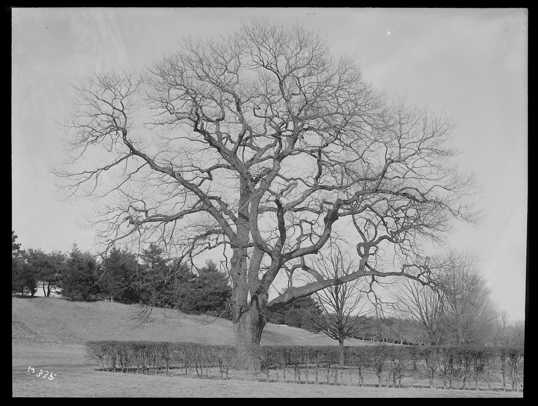 Quercus borealis maxima Massachusetts (Hamilton)
