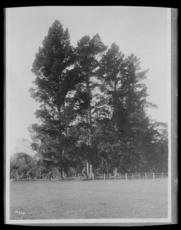 Pinus radiata Nelson, New Zealand