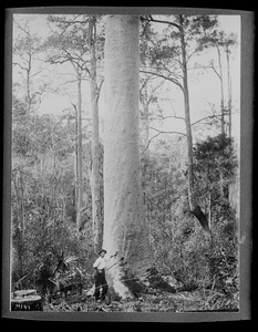 Eucalyptus maculata New South Wales (Wyong District)