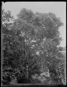 Cedrela sinensis Rhode Island (Bristol)