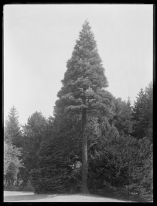 Sequoia gigantea Rhode Island (Bristol)