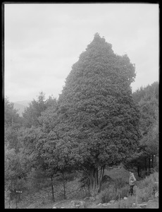 Acer saccharum New Hampshire, North Woodstock