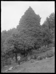 Acer saccharum New Hampshire, North Woodstock