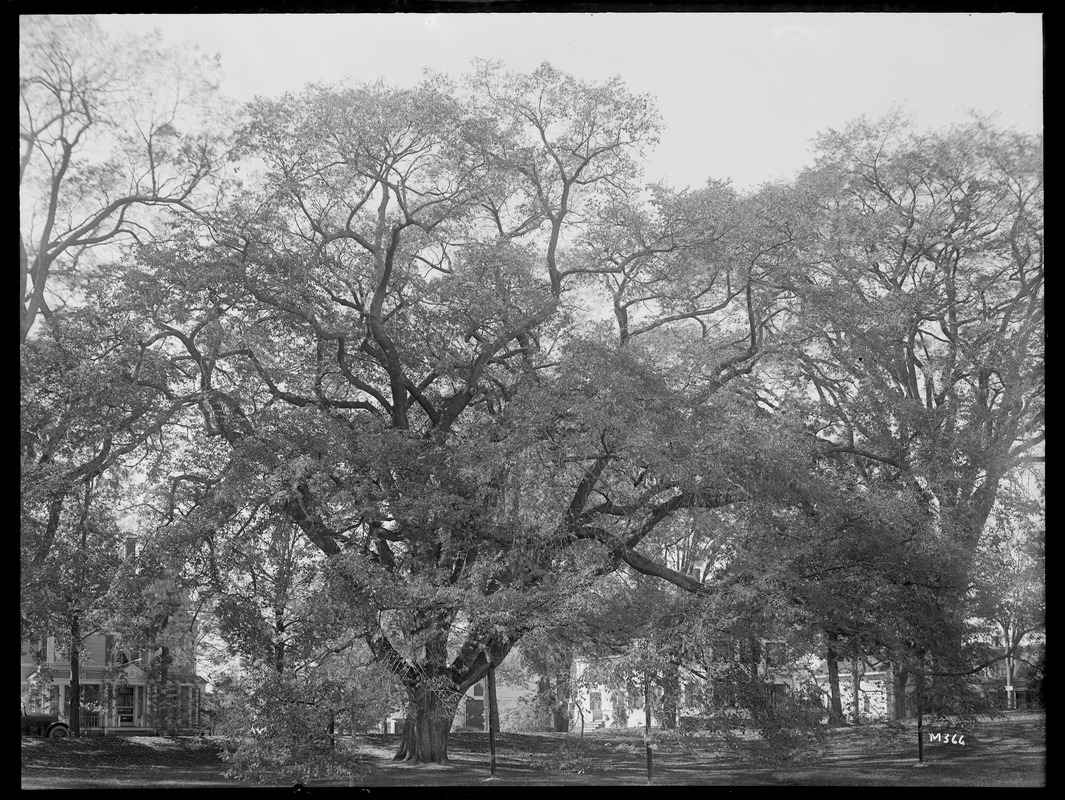 Ulmus americana New Hampshire (West Ossipee) Digital Commonwealth