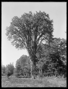 Ulmus americana New Hampshire (West Ossipee)