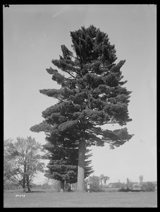 Pinus strobus New Hampshire (West Ossipee)