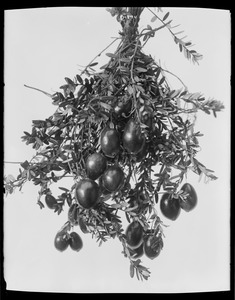 Vaccinium macrocarpum Massachusetts (Pembroke)