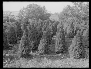 Picea glauca conica Massachusetts (South Lancaster)