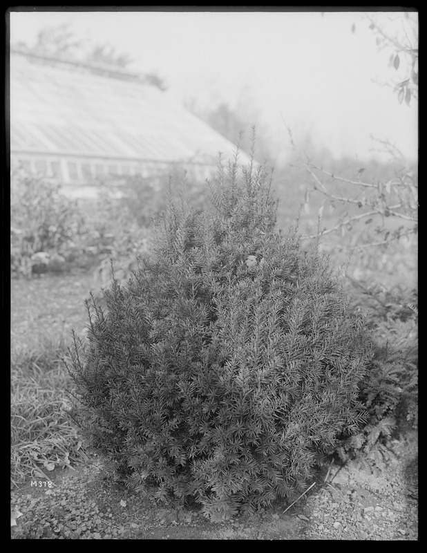 Taxus media Hatfieldii Massachusetts (South Lancaster)