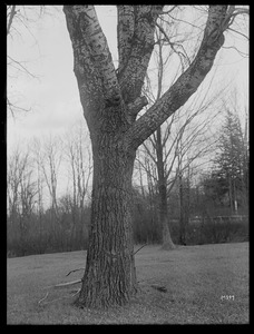 Populus alba Massachusetts (West Newbury)