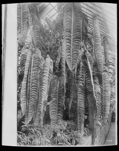 Anthurium veitchii Columbia, South America