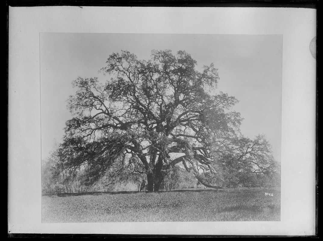 Quercus lobata Chico, California
