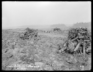 Wachusett Reservoir, stumps drying near Sawyer's Mills, Boylston, Mass., May 14, 1900