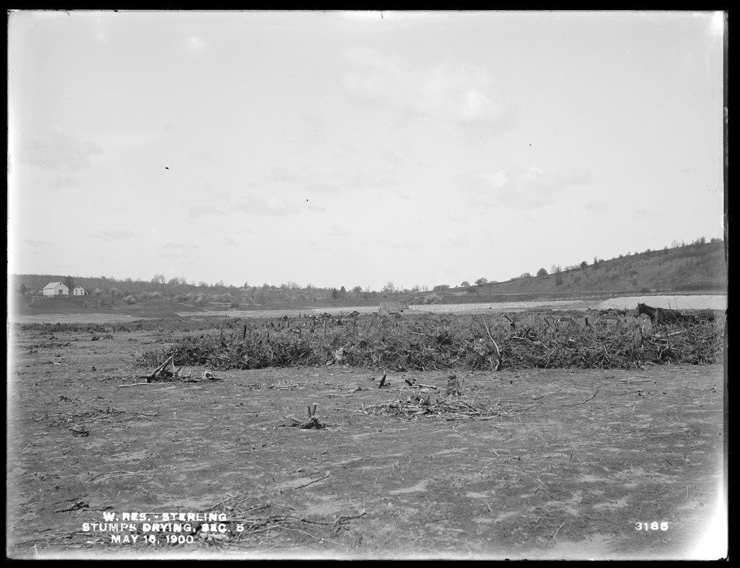 Wachusett Reservoir, stumps drying, Section 5, Sterling, Mass., May 16, 1900