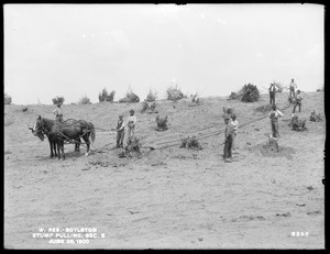 Wachusett Reservoir, pulling stumps, Section 6, Boylston, Mass., Jun. 28, 1900