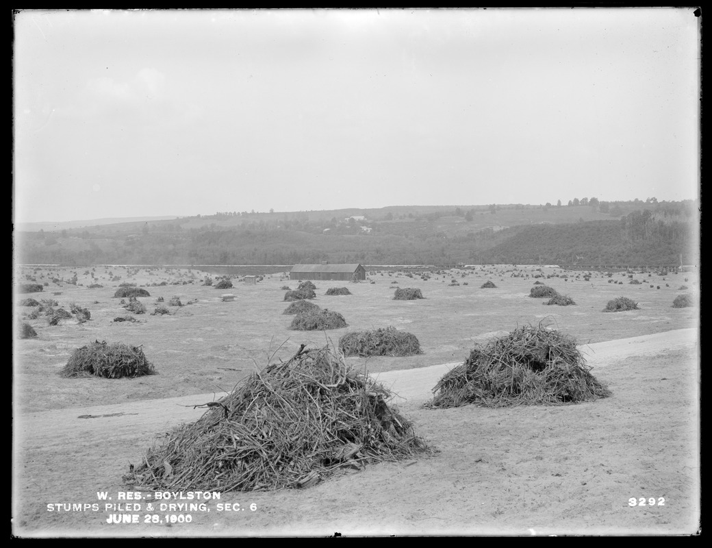 Wachusett Reservoir, stumps piled and drying above Sawyer's Mills, Section 6, Boylston, Mass., Jun. 28, 1900