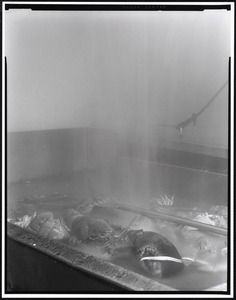 Steaming tank with lobsters