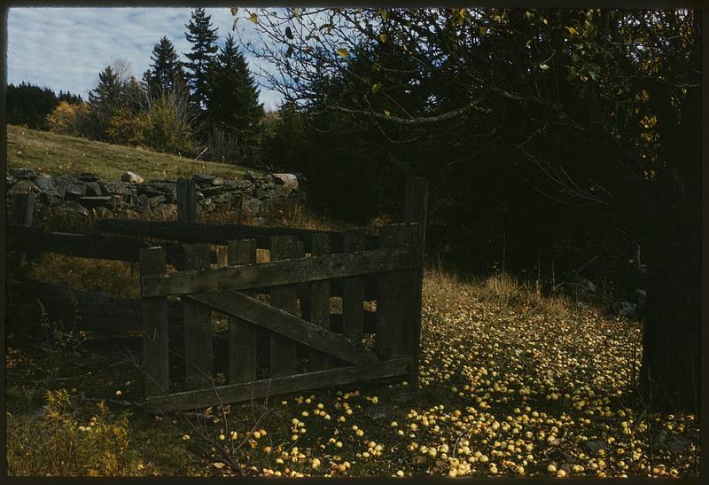 Old gate and apple tree