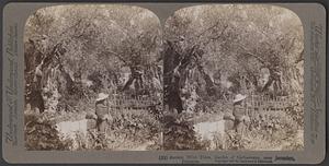 Olive trees, in Garden of Gethsemane, Jerusalem