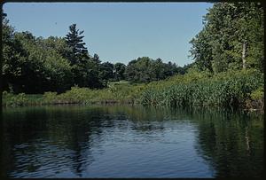 Charles River Audubon Society Reservation at Natick off Rt. 16