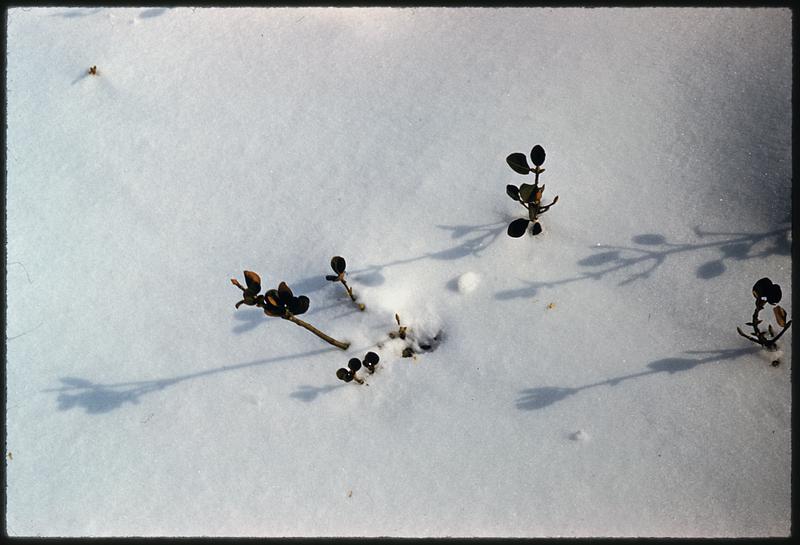 Shrubbery covered in snow, Arnold Arboretum