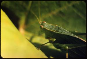 Praying mantis, Martha's Vineyard