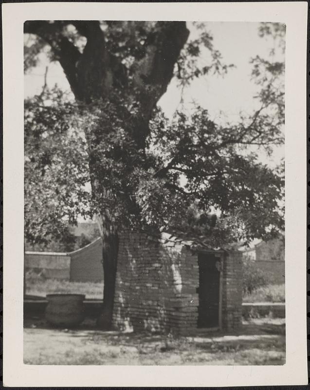 Small building next to a tree