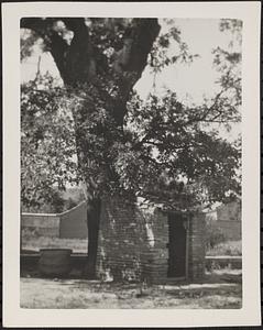 Small building next to a tree