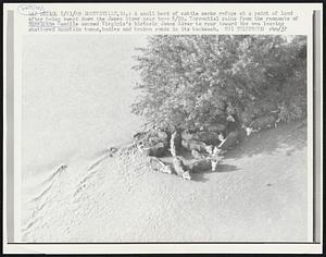 Scottsville, Va.: A small herd of cattle seeks refuge at a point of land after being swept down the James River near here 8/20. Torrential rains from the remnants of Hurricane Camille caused Virginia’s historic James River to roar toward the sea leaving shattered mountain towns, bodies and broken roads in its backwash. Weather.