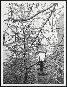 On Chestnut St. Weather storms snow