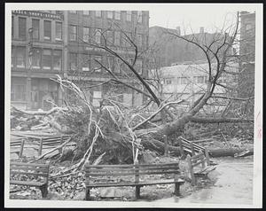 Northeast Storm uprooted this big tree in Fort Hill Square in downtown Boston. Winds of hurricane force lashed the entire Greater Boston area today, causing scenes similar to this throughout a wide area. In many sections, the fallen trees severed power and telephone lines, interrupting service.