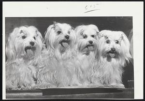 These Four Maltese were named best team in the annual Westminster Kennel Show in Madison Square Garden last night. The quartet is owned by Dr. Vincenzo Calvaresi of Bedford, Mass.