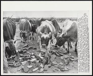 Feeding Time in Drought Area--Cows eat prickly pear cactus--seared to remove the thorns--on a ranch about 20 miles east of San Angelo, Texas, where President Eisenhower will start his six-state drought area inspection tour. The cactus is a popular source of supplemental feed for livestock. With little growing in the drought area, many ranchers have been giving their livestock supplemental feed the year round instead of just in winter. Drought has cut drastically number of livestock on the range.