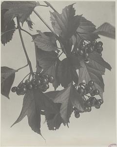 35. Viburnum opulus, var. americanum, fruit of cranberry tree