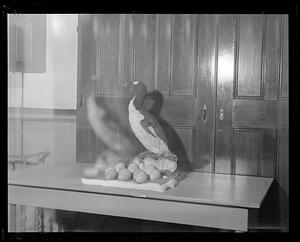 A great auk with eggs