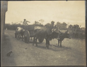 Ox cart on street