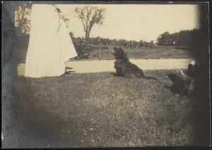 Dog at feet of woman in white dress in field