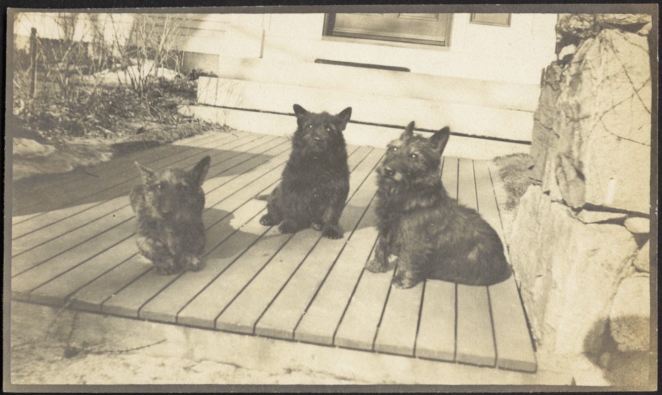Three dogs on front porch