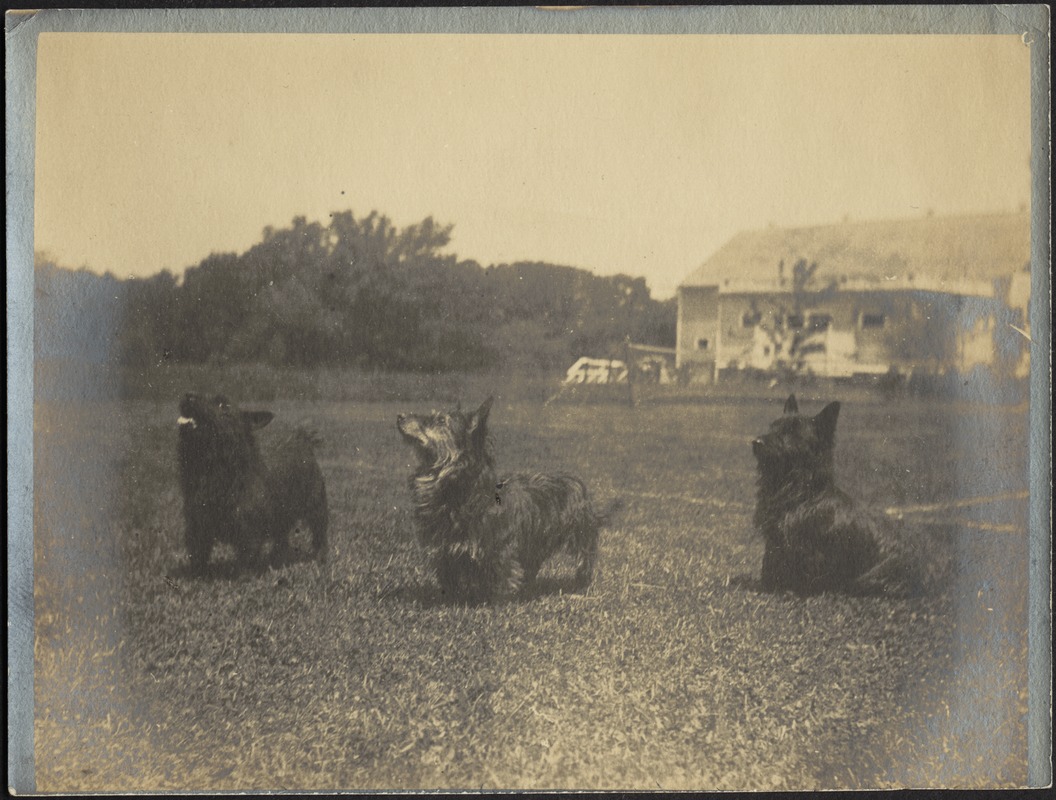 Three dogs on lawn