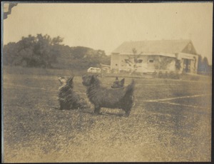 Three dogs on lawn