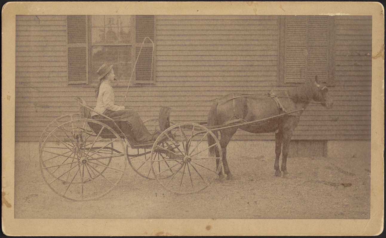 Young woman in horse and buggy (possibly Mary "Mollie" Stevens)