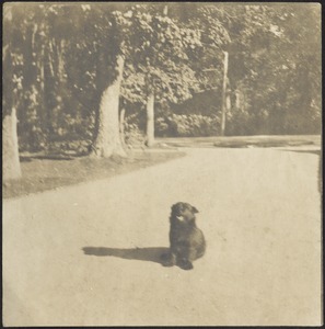 Small black dog sitting in street, trees in background