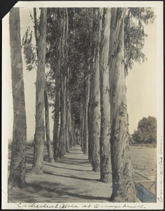 "Cathedral Aisle at Orange Knoll, eucalyptus trees"