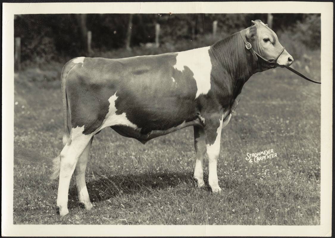 Ashdale Farm. Heifer (cow) with bridle.
