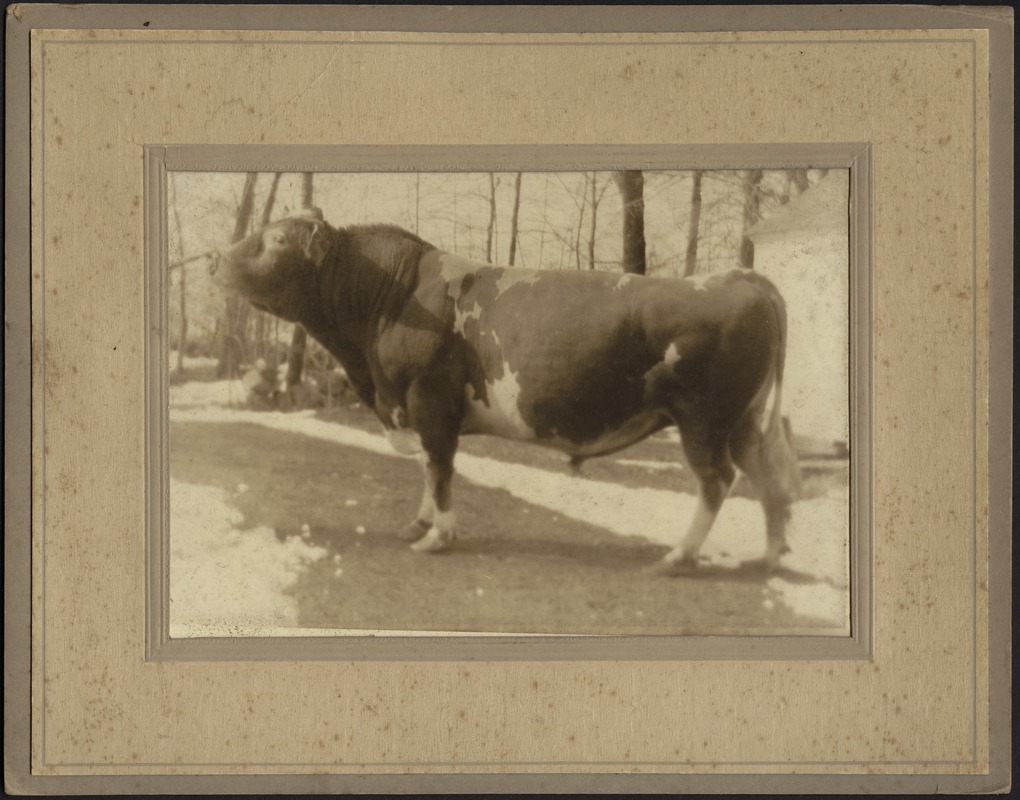 Ashdale Farm. Bull in field, "Dana of Buena Vista Farm"