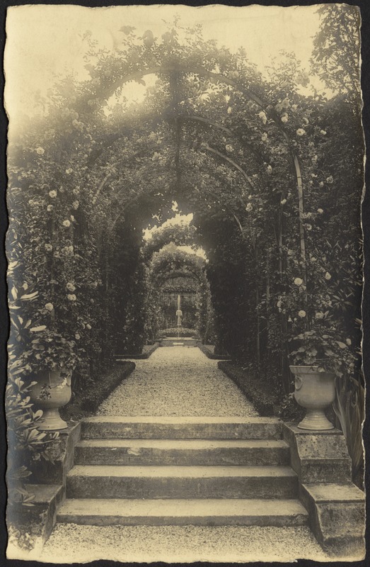 Photo postcard of rose garden