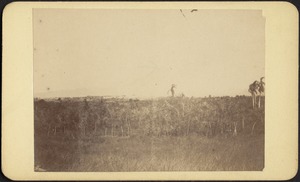 View of field and jungle forest with city in distance